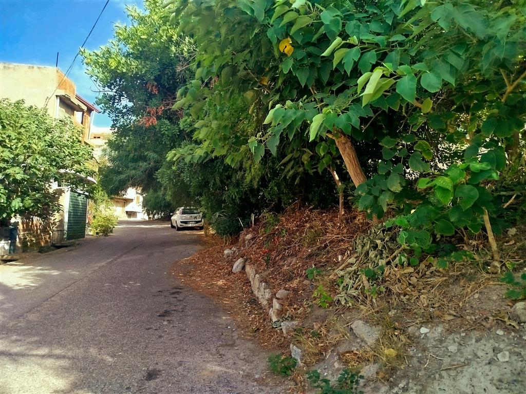 alberi pericolosi sulla ss 106 a lazzaro