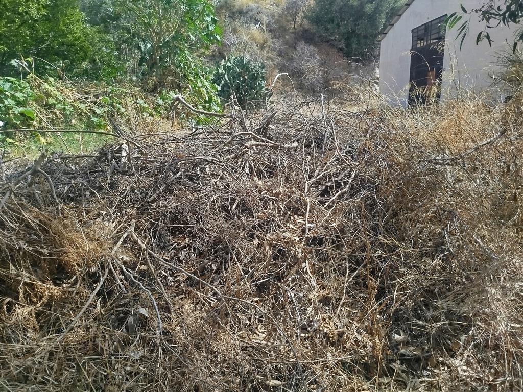 alberi pericolosi sulla ss 106 a lazzaro