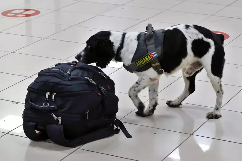 cane in aeroporto con bagaglio
