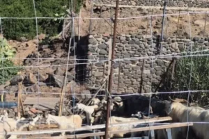 capre selvatiche ad Alicudi