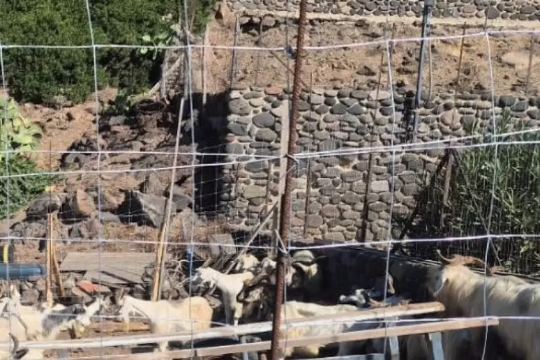 capre selvatiche ad Alicudi