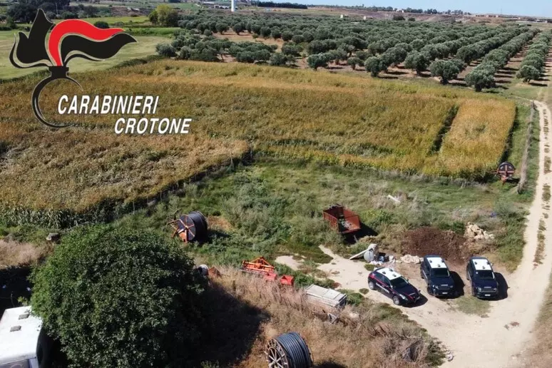 carabinieri crotone piantagione canapa
