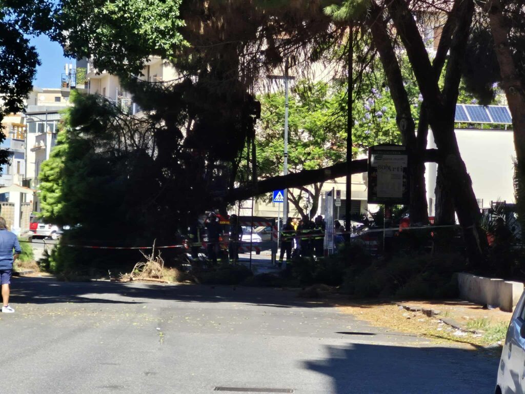 crollo albero via san giuseppe