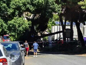 crollo albero via san giuseppe
