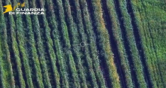 piantagione marijuana