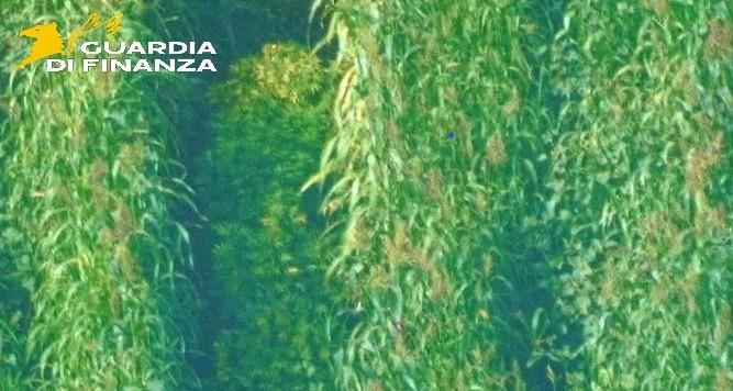 piantagione marijuana