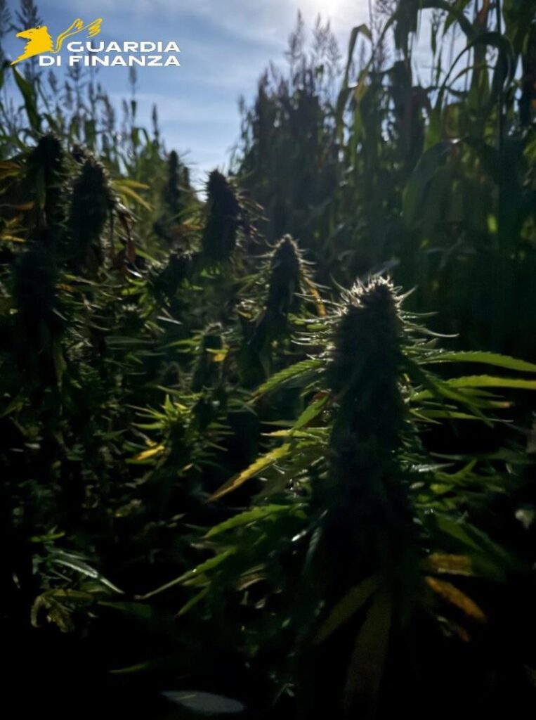 piantagione marijuana