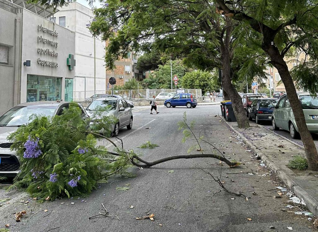 ramo crollato in via san giuseppe