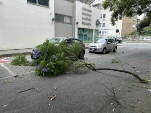 ramo crollato in via san giuseppe