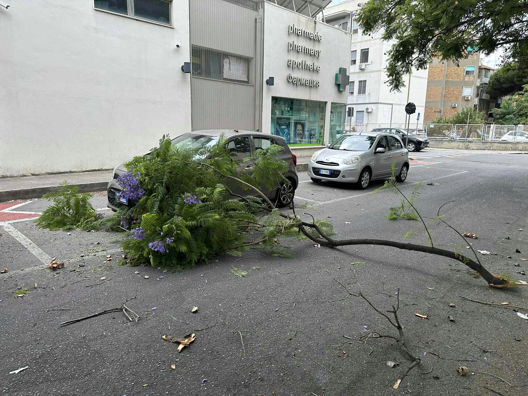 ramo crollato in via san giuseppe (3)