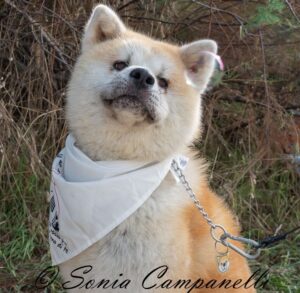 Cane Yoshi Messina