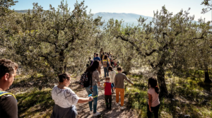 Camminata tra gli olivi
