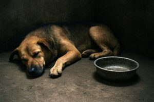 Cane che dorme accanto a una ciotola