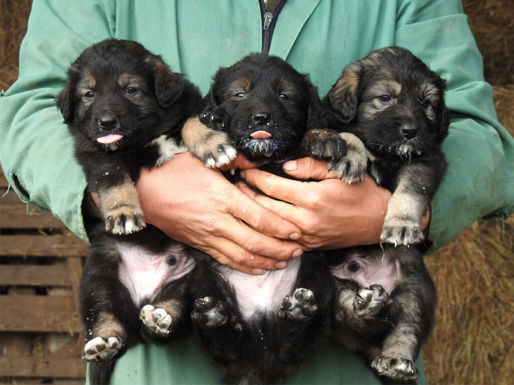 Raduno cane da pastore della Sila