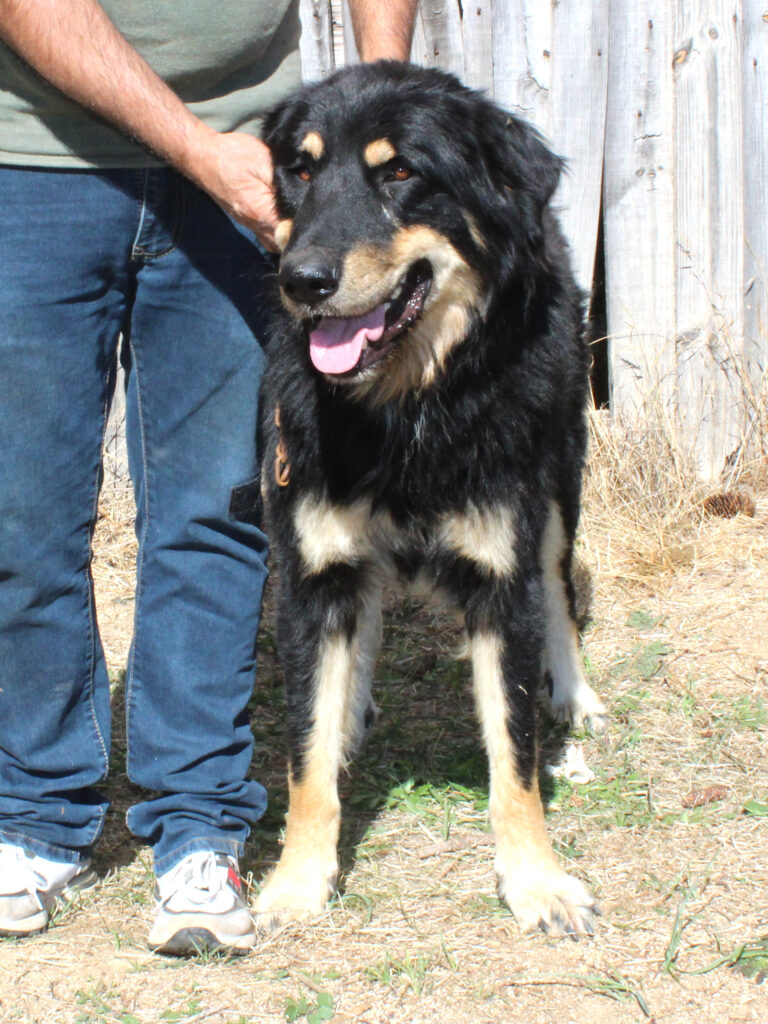 Raduno cane da pastore della Sila