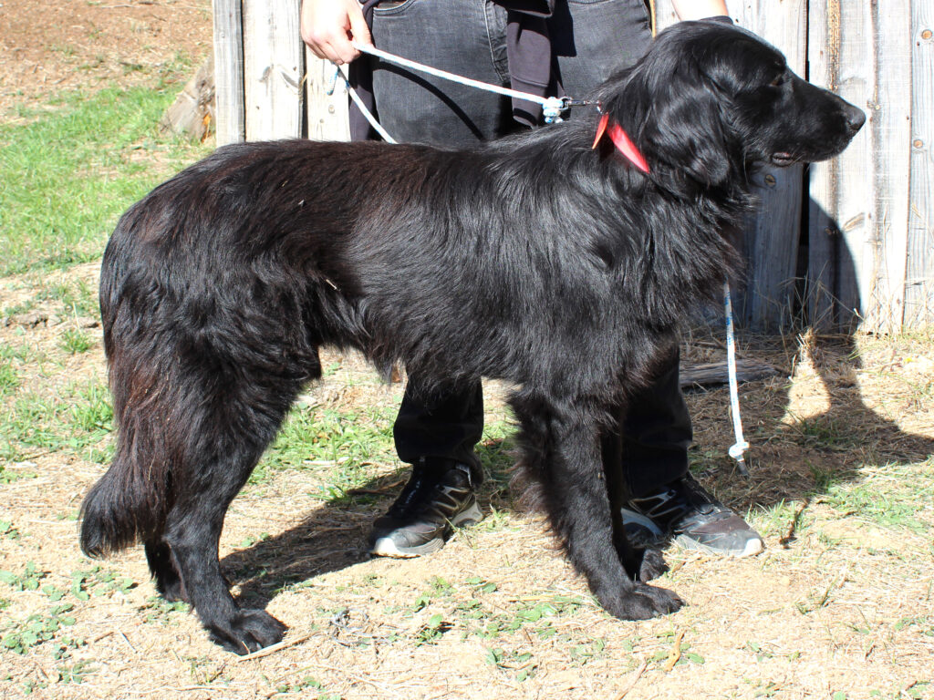 Raduno cane da pastore della Sila