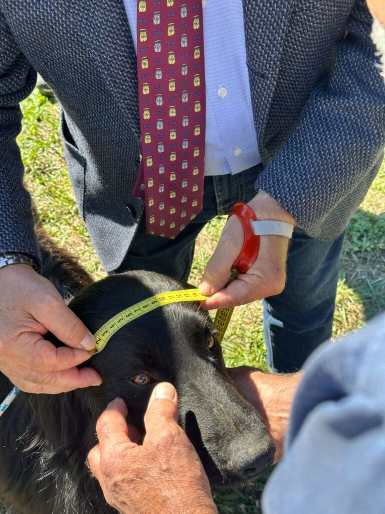 Raduno cane da pastore della Sila