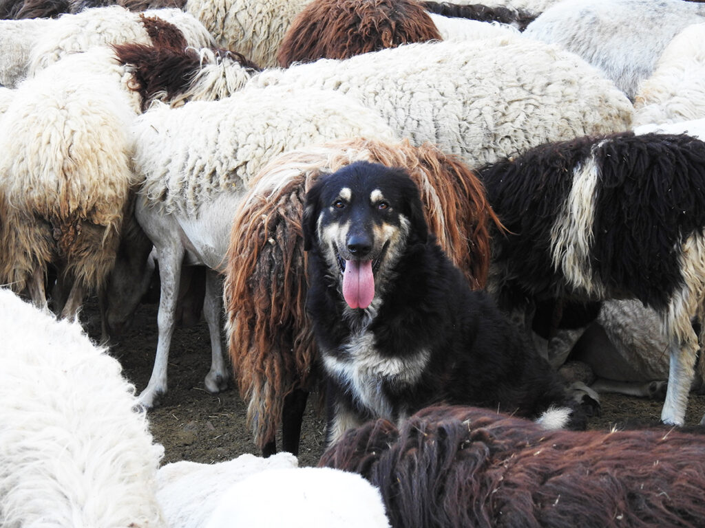 Raduno cane da pastore della Sila