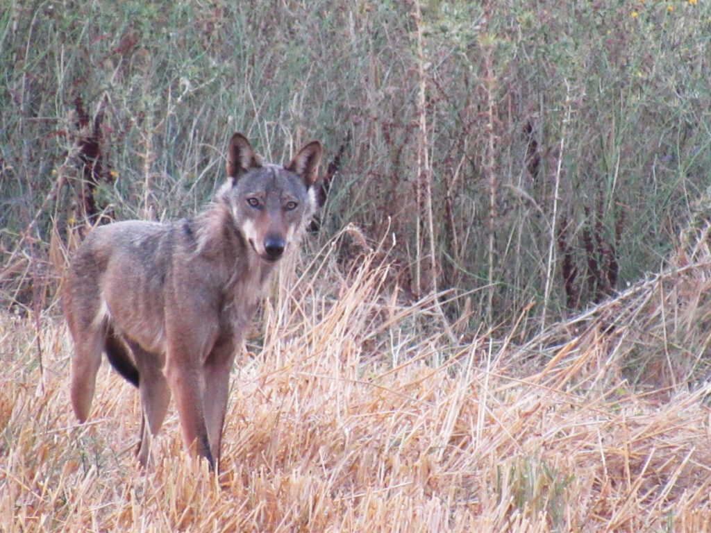Raduno cane da pastore della Sila
