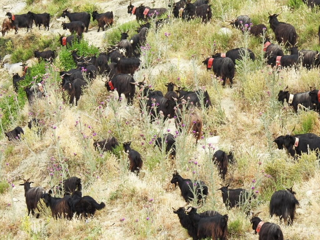 Raduno cane da pastore della Sila