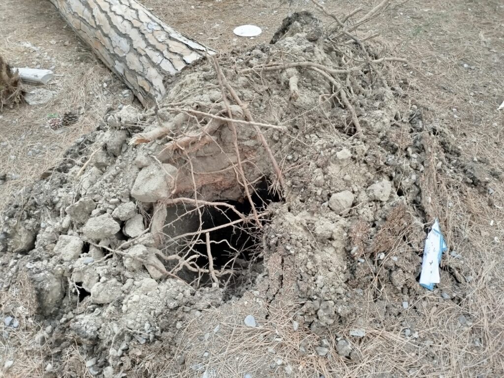 albero caduto via sbarre