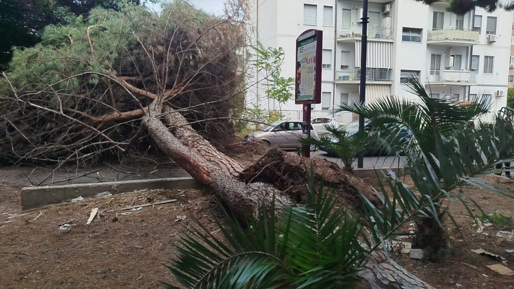 albero caduto via sbarre