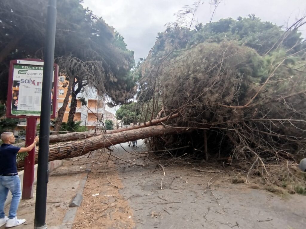 albero caduto via sbarre