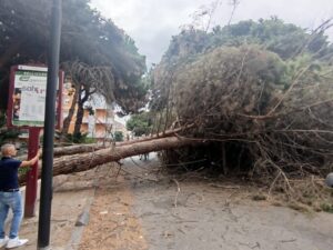 albero caduto via sbarre