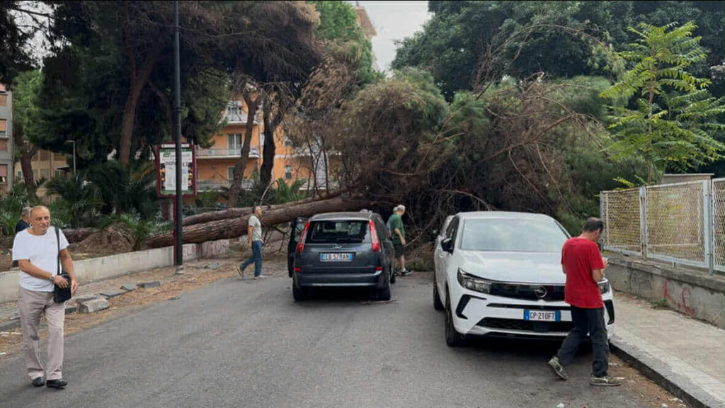 albero crollato