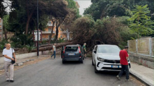 albero crollato
