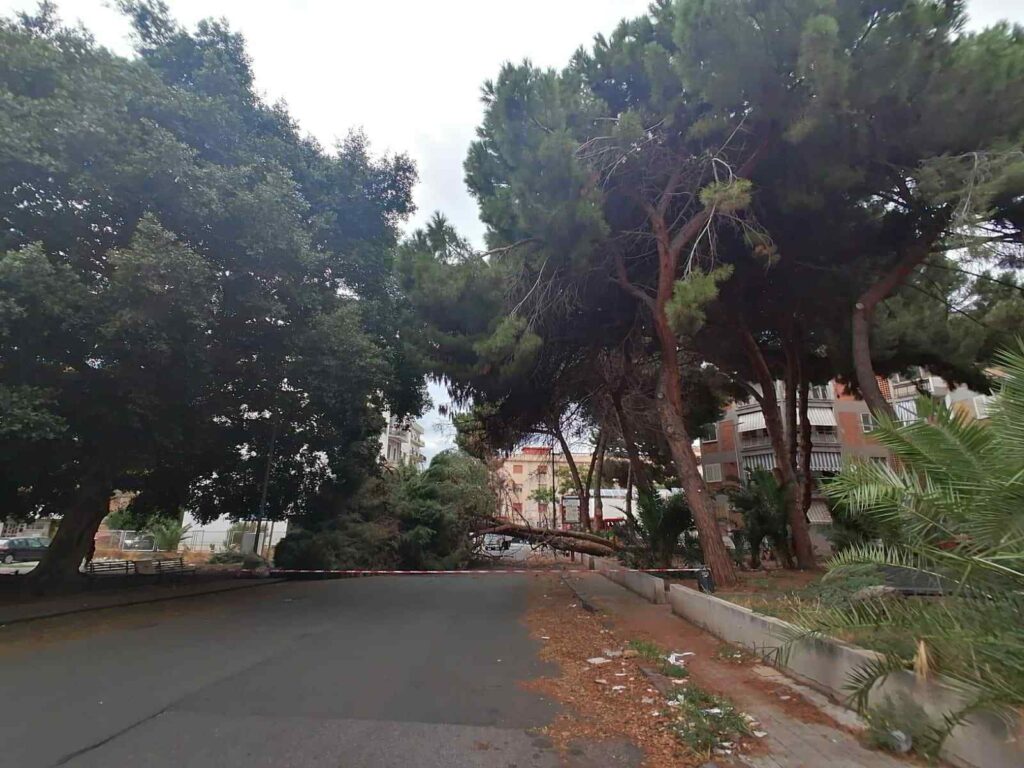 albero crollato