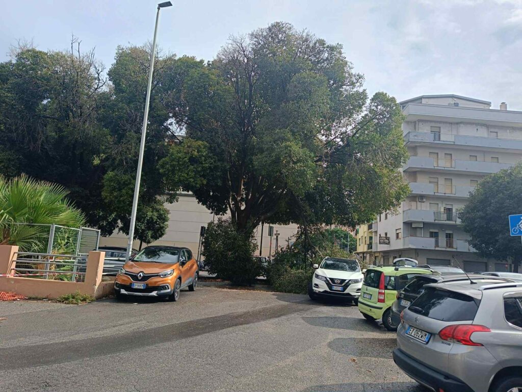 albero crollato a Reggio Calabria