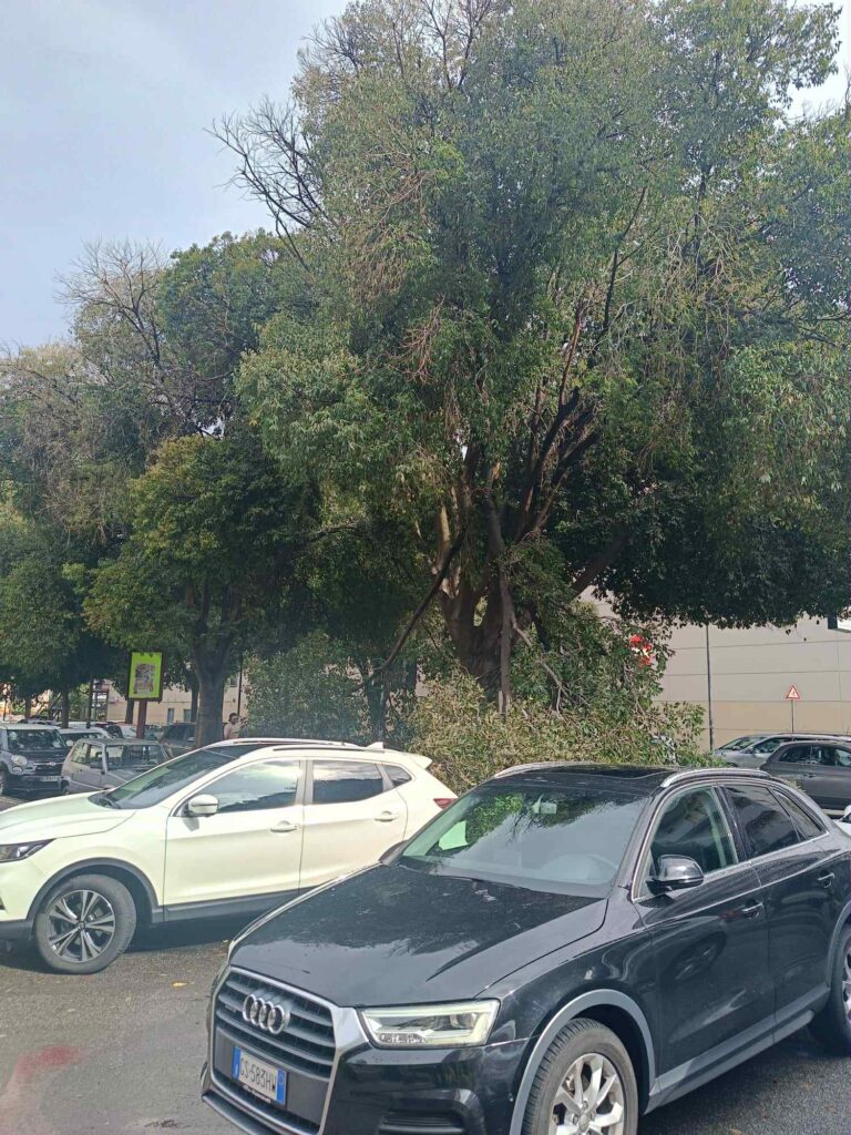 albero crollato a Reggio Calabria
