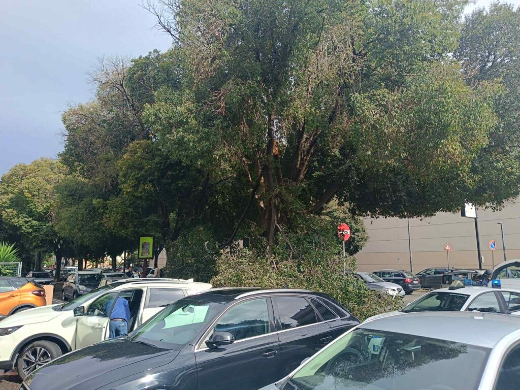 albero crollato a Reggio Calabria