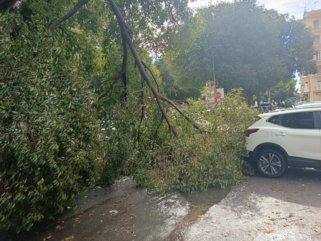 albero crollato a Reggio Calabria