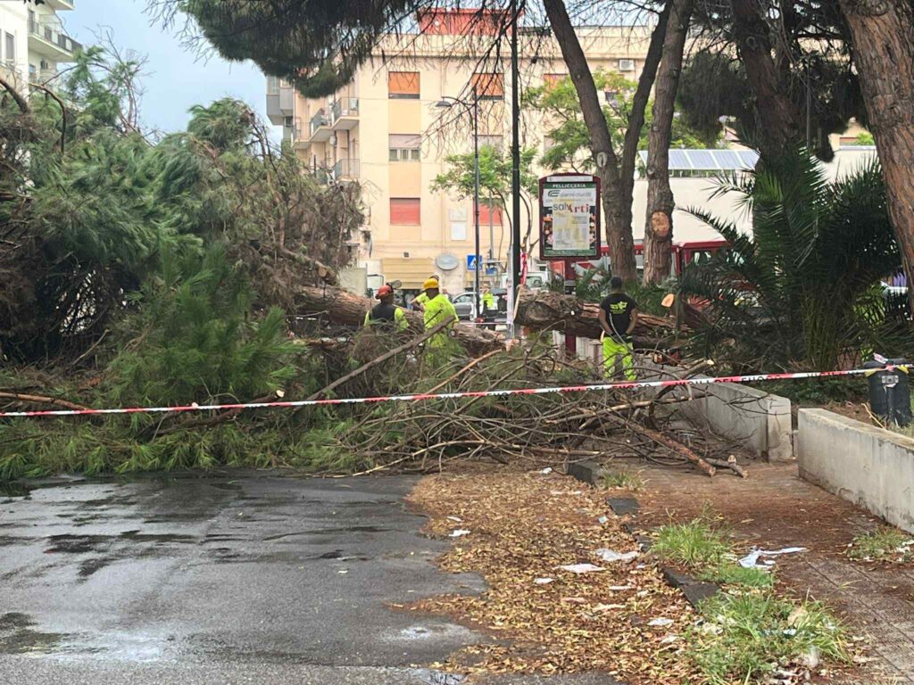 albero crollato sbarre