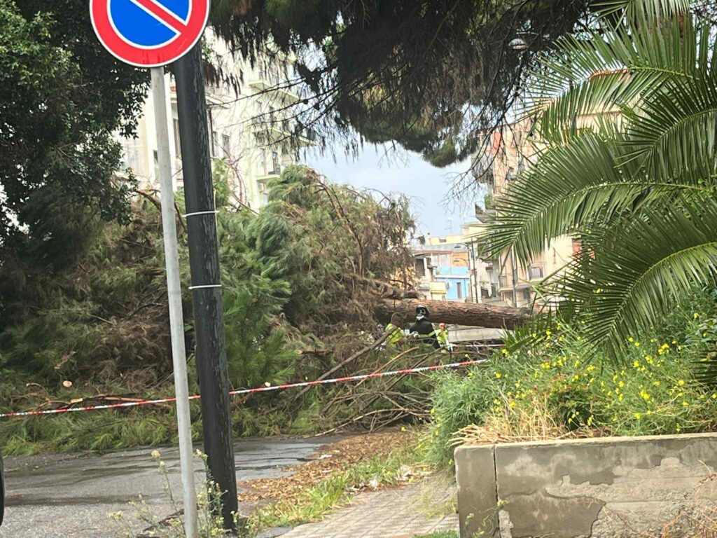 albero crollato sbarre