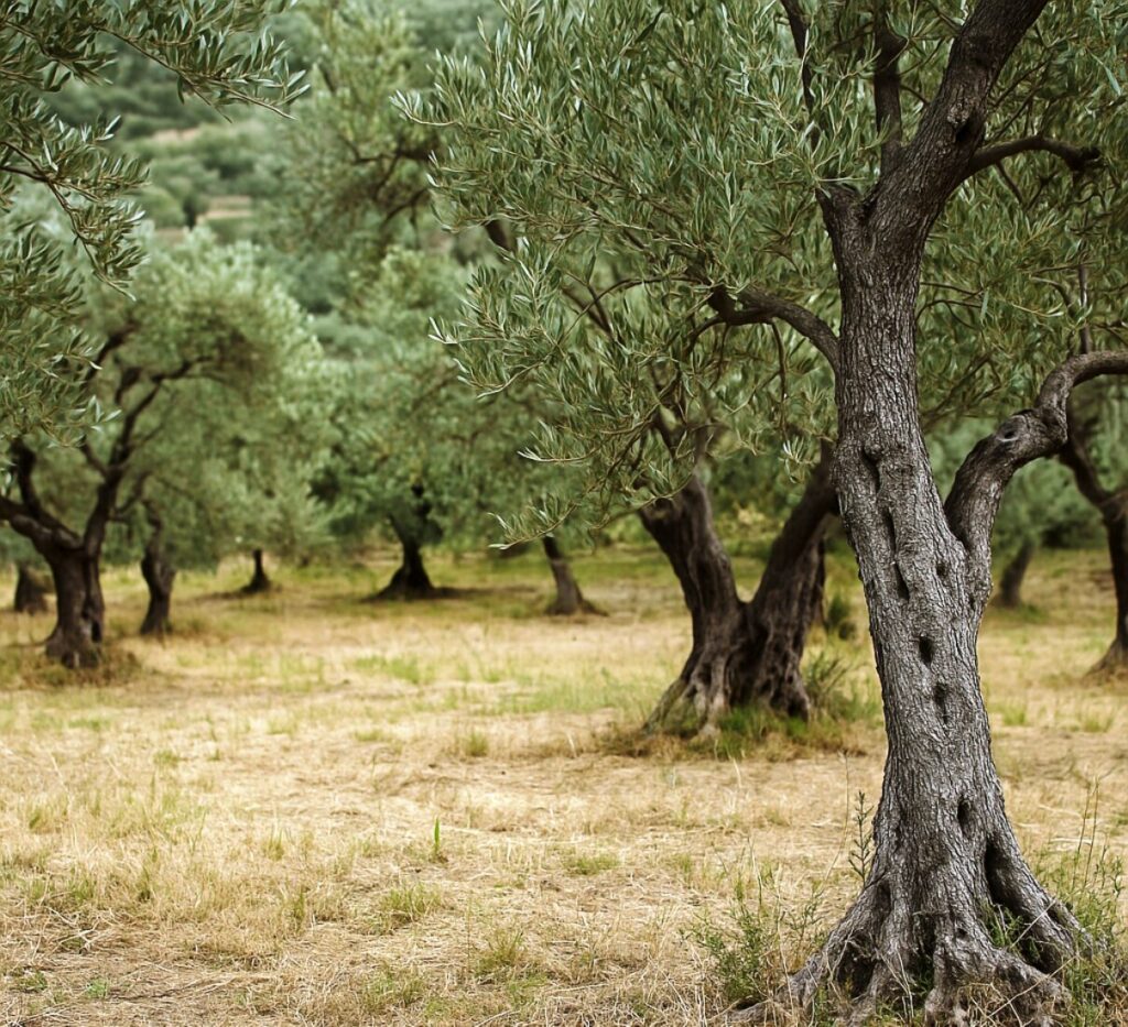 albero di olive ulivo