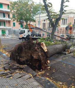 albero messina