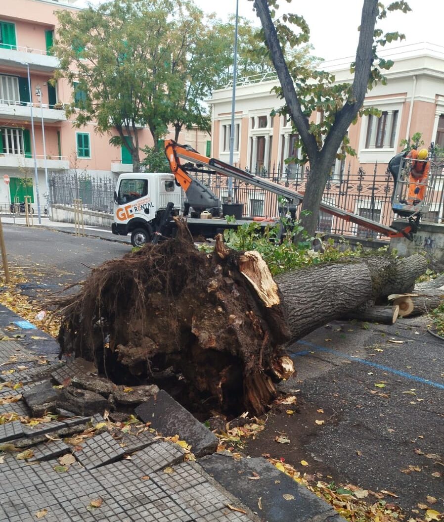 albero messina