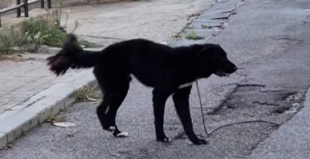 cane avvelenato