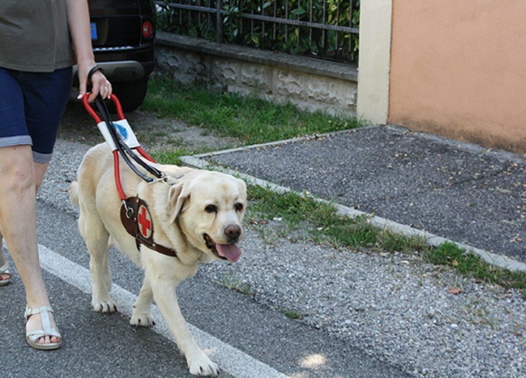 cane guida