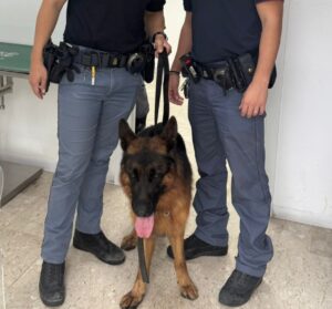 cane salvato polizia reggio calabria