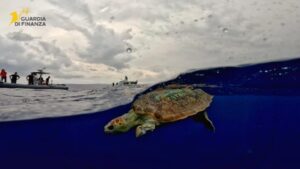caretta caretta