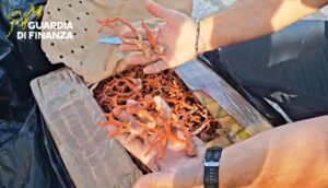 corallo rosso sequestrato sicilia