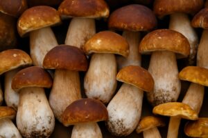 funghi