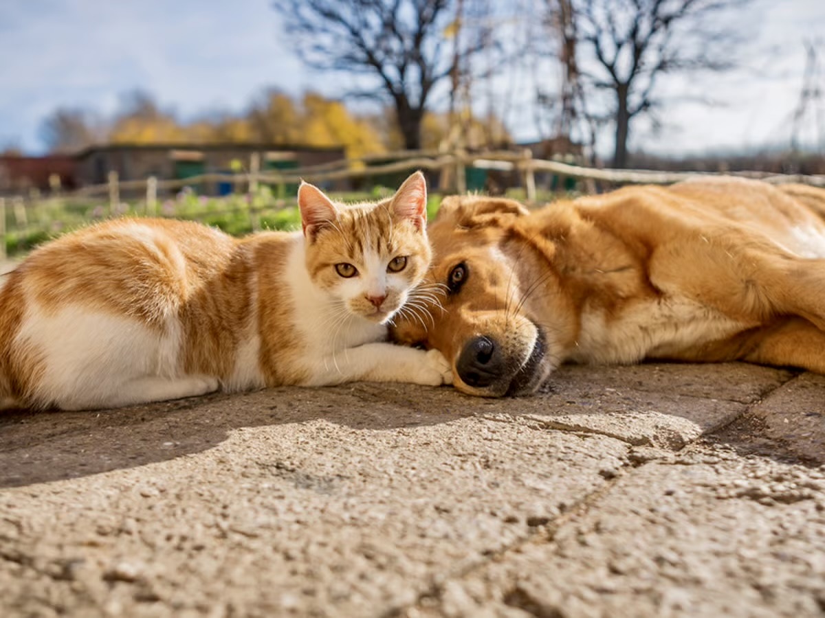 cane e gatto