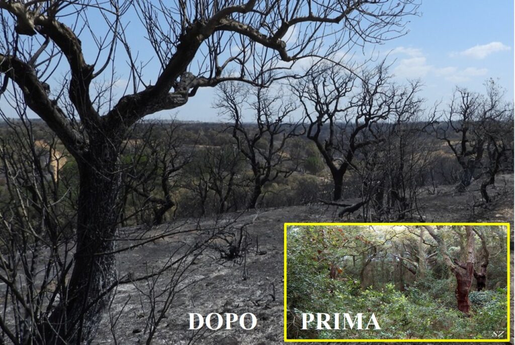il disastro ambientale della Sughereta di Niscemi