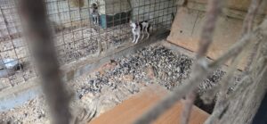 lager cani a Taormina