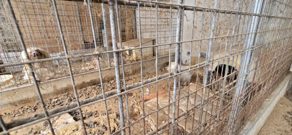 lager cani a Taormina